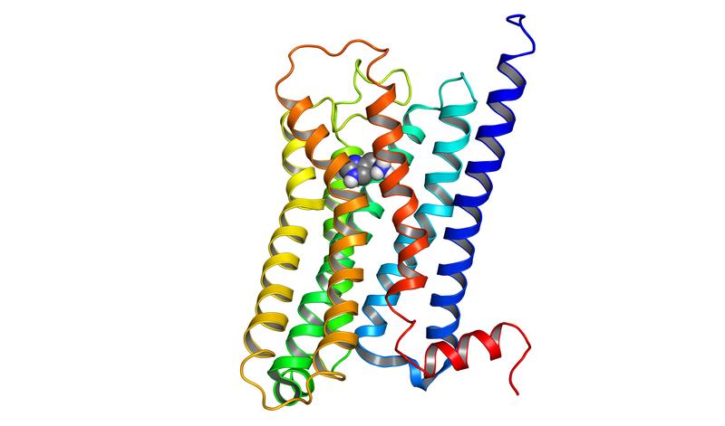 Abbildung eines Histamin-H4-Rezeptors; einer der GPCRs, die im neuen Graduiertenkolleg untersucht werden.