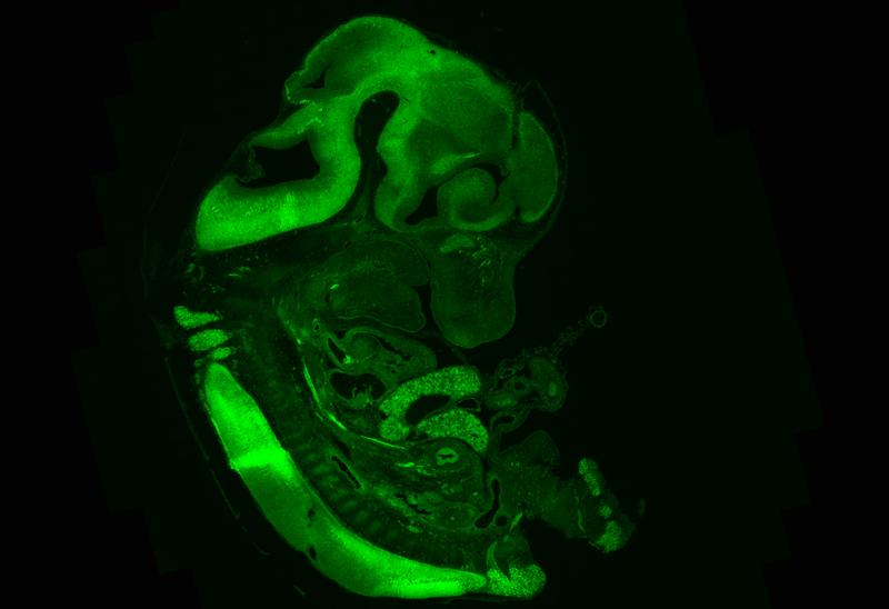 Gentechnisch veränderter Mausembryo am 12. Tag der Entwicklung. Zellen, die das Tubb5-Protein bilden, fluoreszieren grün (besonders auffällig im Gehirn und Rückenmark).