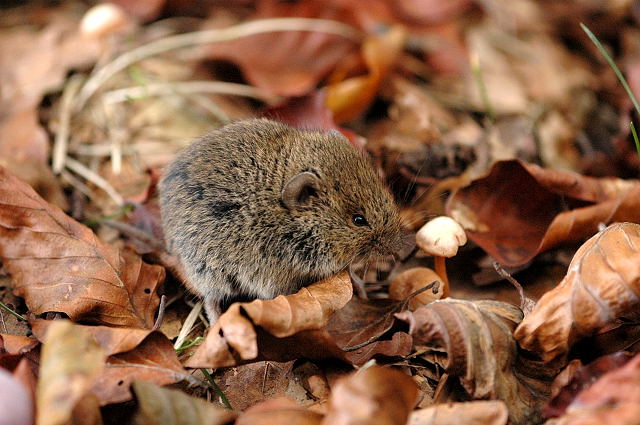 Die Rötelmaus: Putzig anzuschauen, aber Träger des gefährlichen Hantavirus 