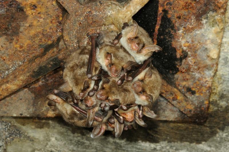 Fledermäuse können Krankheiten übertragen und sind häufig von Unmengen parasitären Bettwanzen befallen