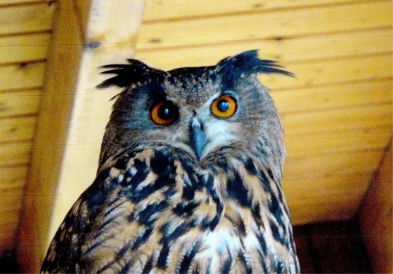 Uhu (Bubo bubo)
