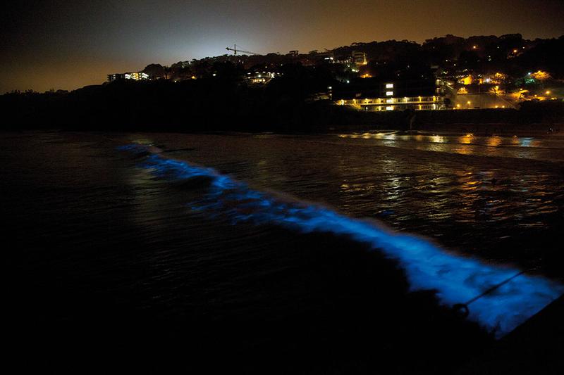 Im September 2011 ließen Massen des Einzellers Lingulodinium polyedrum die Wellen vor der Küste Kaliforniens nahe San Diego blau aufleuchten