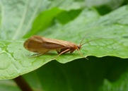 Die Köcherfliege Drusus discolor, eine typische Vertreterin kalt-adaptierter Arten.