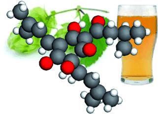 Forschern gelang jetzt die Strukturaufklärung der Hopfenbitterstoffe im Bier.