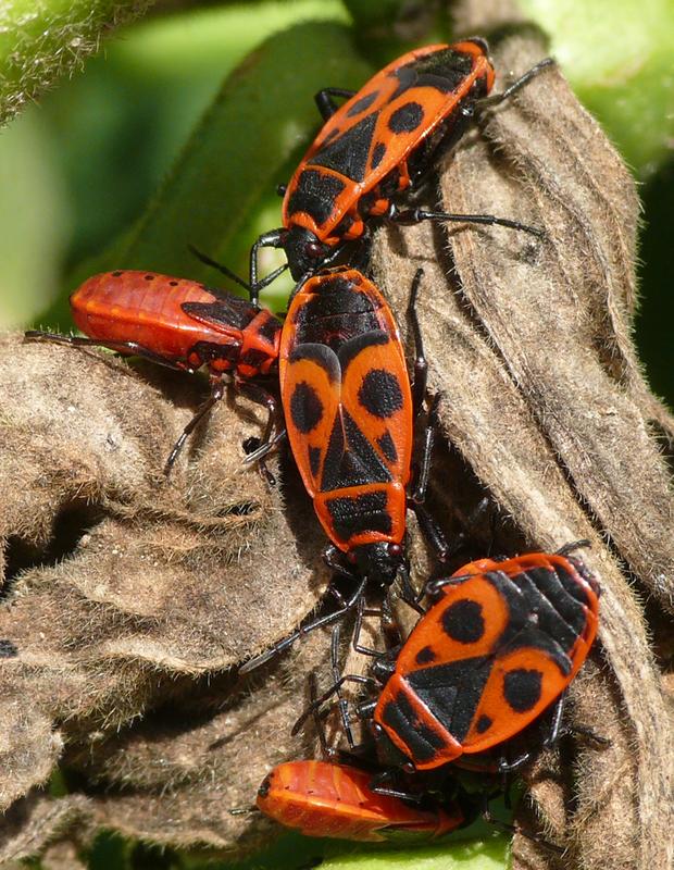 Gemeine Feuerwanzen (Pyrrhocoris apterus)