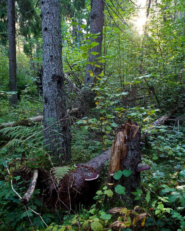 Image: Mixed forrest outside Uppsala, Sweden. 