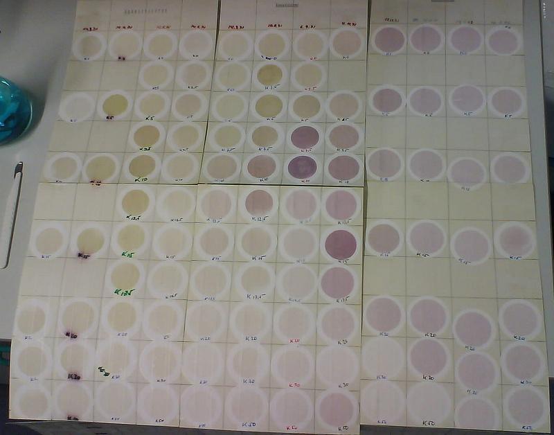 Wasserproben aus vergangenen Jahren, konserviert auf Filtern. Die dunklere Farbe kennzeichnet hohe Blaualgendichten (Planktothrix) zwischen 12 und 18 m.