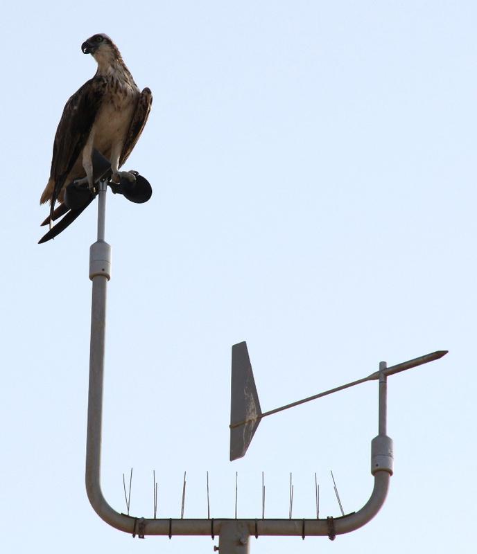 Fischadler auf einem Windmesser
