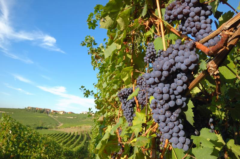 SO2SAY developed a process for the stabilization of red wine which dispenses as far as possible with sulphur dioxide. The objective is thus to preserve the sensory acceptance of the wine. In place of SO2, extracts, which occur naturally in wine, give it its shelf life.