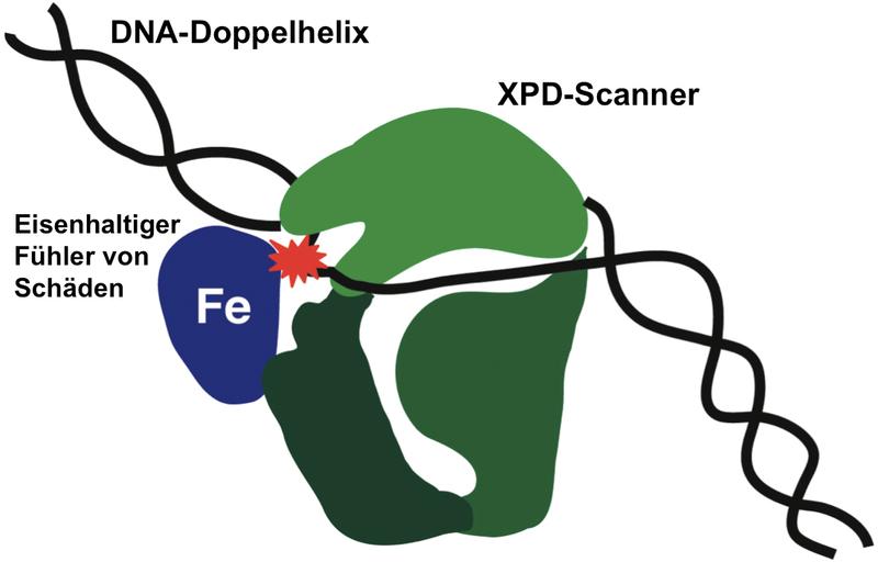 The XPD scanner (green) in close contact with a damaged point (red) on the DNA double helix. The damaged DNA strand lies in a deep pocket of the protein to enable a ferrous sensor (Fe) to come into contact with the damaged point, thereby halting the protein as it moves along the DNA. 