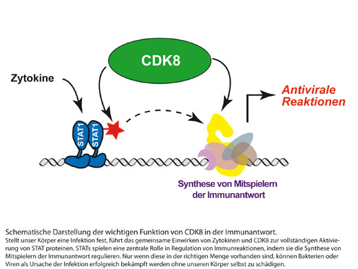 Schematische Darstellung der wichtigen Funktion von CDK8 in der Immunantwort