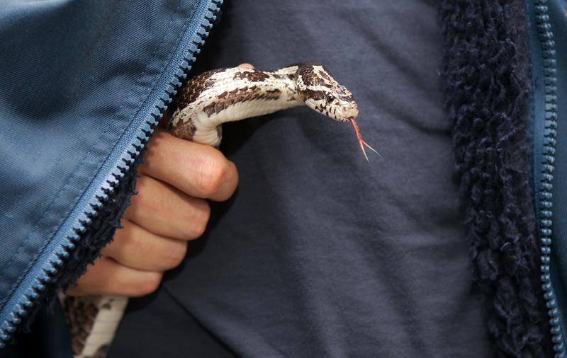 Schlangen wie diese Python sollten nicht in der Jacke des Besitzers zum Tierarzt transportiert werden. Foto: Swen Reichhold