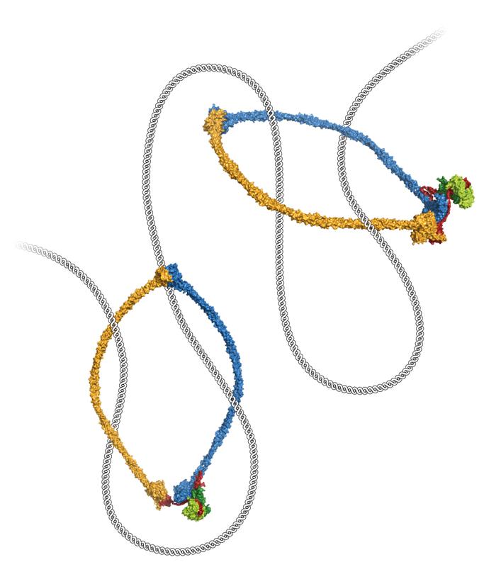 SMC-Proteinkomplexe bilden ringförmige Strukturen, die DNA-Moleküle umklammern und damit das Chromosom für die Verpackung in Schlaufen legen. 
