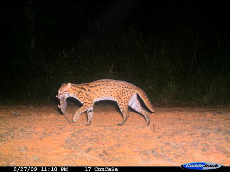 Bengalkatze mit ihrer Beute, fotografiert auf einem Forstwirtschaftsweg in Sabah, Malaysia.