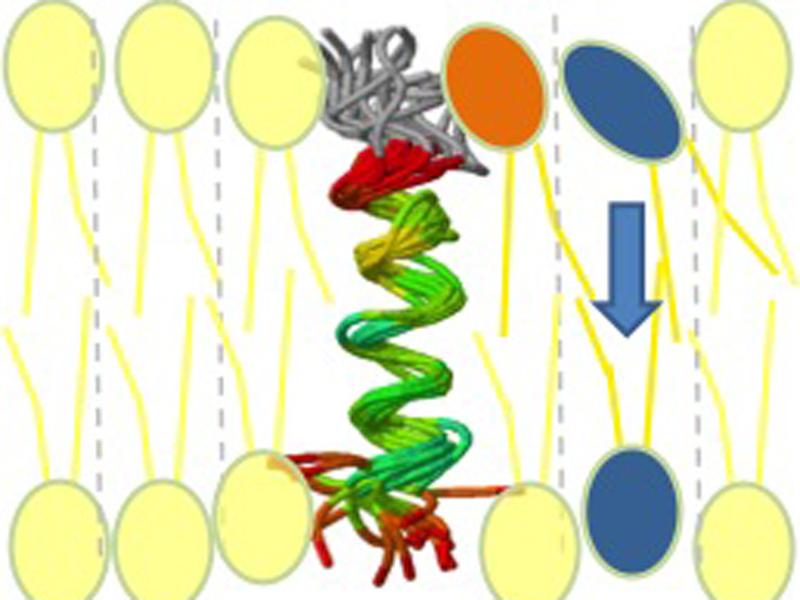 Wenn das schraubenförmige Peptid ein Fettmolekül bindet, kann das neu gebildete Phospholipid durch die erste in die zweite Membranschicht schlüpfen.
