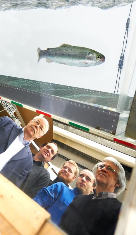Eine Forelle schwimmt in einem Strömungskanal. Prof. Dr. Horst Bleckmann, Dr. Siegfried Steltenkamp, Adrian Klein, Hendrik Herzog und Manfred Lacher (von links) haben nach dem Vorbild des Seitenliniensystems der Fische einen mikrobionischen Strömungssensor nachgebaut. 