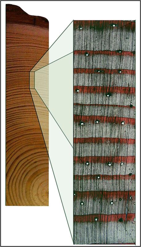 Sequenz von Jahrringen einer Waldföhre (Pinus sylvestris) aus dem Wallis (Schweiz). Die Jahrringe bestehen aus dick- und dünnwandigen Zellen und können je nach Witterung, Baumart und –alter sowie Standort breit oder schmal sein.