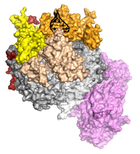 Die Kristallstruktur eines kompletten eukaryotischen RNA-Exosom-Komplexes zeigt, wie dieser sein Substrat erkennt und verarbeitet. Die RNA (schwarz) wird von den „cap“-Proteinen (gelb, beige, orange) erkannt und entwunden. Anschließend wird sie durch den Komplex gefädelt und zur aktiven Untereinheit geleitet (violett), wo der eigentliche Abbau stattfindet. 
