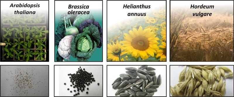 Vier repräsentative Pflanzen werden im EU-Projekt EcoSeed über ihren gesamten Lebenszyklus hinweg untersucht.