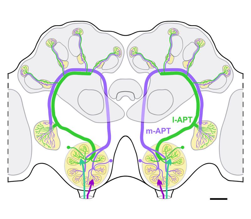 The olfactory system of the honey bee: The two olfactory pathways leading from the antennal lobe to higher-order structures are highlighted in green and purple. The bee uses them for parallel processing of olfactory information. 