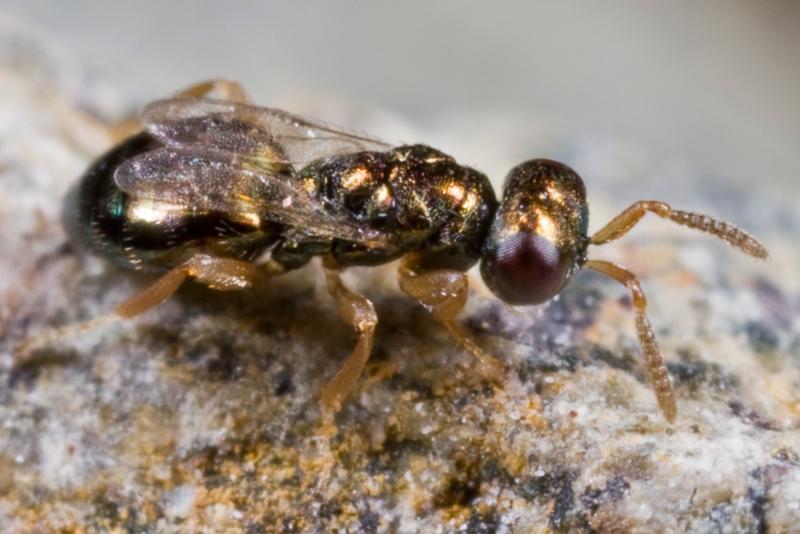 The photo shows an individual of the species Nasonia vitripennis. This species looks exactly like the closely related species Nasonia giraulti.