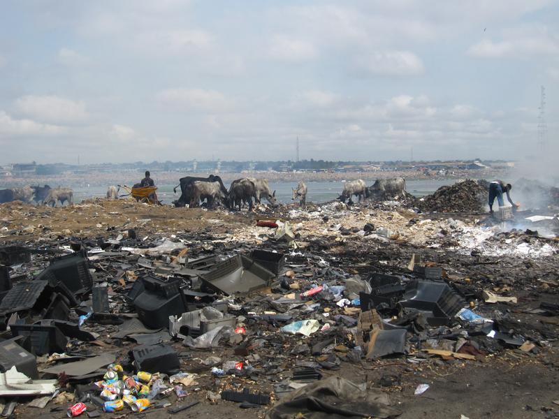 Kühe suchen auf einem informellen Schrottplatz in Accra (Ghana) in den giftigen Abfallhalden nach Nahrungsresten. Im Hintergrund eine von den Recyclingaktivitäten stark kontaminierte Lagune.