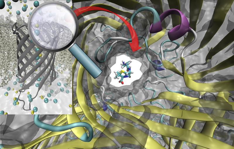 Der wissenschaftliche Fokus des Verbundprojekts TRANSLOCATION ist die detaillierte Analyse des Transportes von Antibiotika durch die Zellwände von Bakterien sowie die Abwehrmechanismen multiresistenter Krankheitserreger auf molekularbiologischer Ebene.