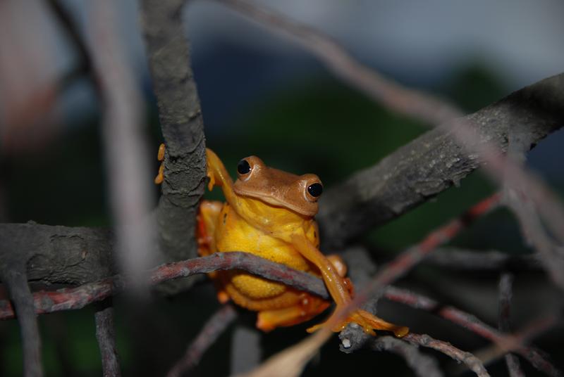 Vor rund 35 Millionen Jahren wanderte der Baumfrosch (Rhacophorus rhodopus) von Asien nach Indien ein.