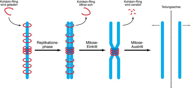 Die Grafik zeigt die zentrale Bedeutung von Kohäsin für die stabile Weitergabe unserer Erbanlagen. Vor Beginn der Zellteilung (Mitose) wird das Erbmaterial, das in Chromosomen organisiert ist, im Vorgang der Replikation verdoppelt. Die vorher aus nur einem DNA-Faden bestehenden Chromosomen werden dadurch zu sogenannten Zwei-Chromatid-Chromosomen. Die beiden gleichen DNA-Fäden – die sogenannten Schwester-Chromatiden (blau) – werden dank ringförmiger Kohäsin-Komplexe (rot) miteinander verpaart. Beim Eintritt in die Mitose öffnen sich die meisten Kohäsinringe und werden dadurch entfernt. Das wenige verbleibende Kohäsin wird schließlich zerstört, um jedes Chromosom in seine beiden identischen Hälften zu trennen und die Zellteilung abzuschließen.