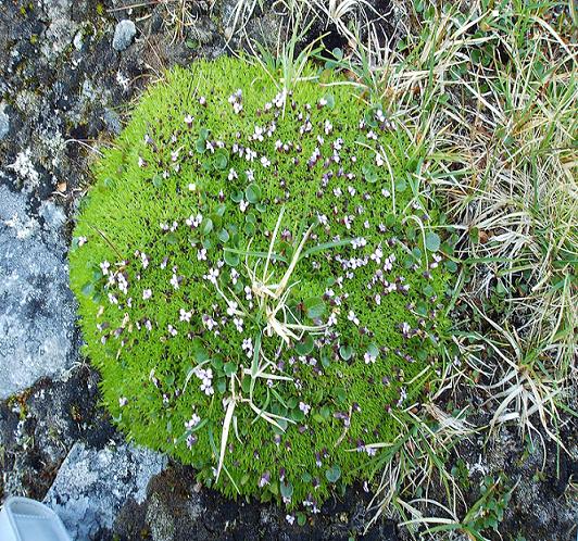 Cushion Pink (Silene acaulis) is a good example of a cushion plant, and is one of the species that was studied in Sweden. 