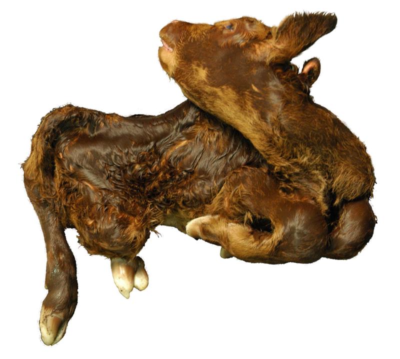 Ein mit dem Schmallenberg-Virus infiziertes Kalb.