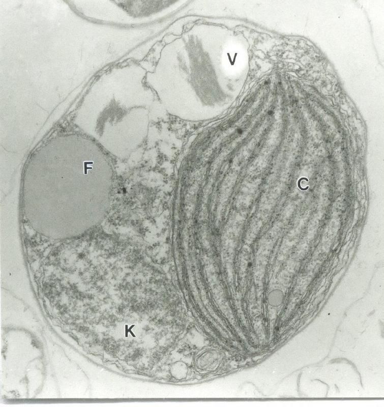 Von IGB-Limnologen nachgewiesen: Alge Nannochloropsis. Abb: V. Sasse, L. Krienitz/IGB