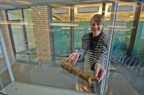 Studentische Praktikantin Evelin Rast mit dem Teil eines Oberkieferknochens eines 35 Millionen Jahre alten Krokodils