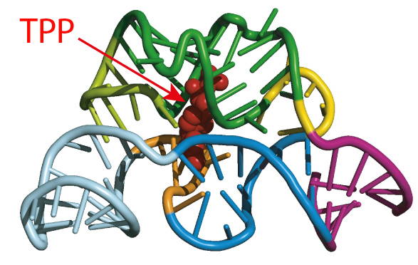 Riboschalter regulieren die Biosynthese und den Transport des Metaboliten Thiaminpyrophosphat (TPP).