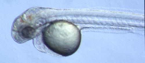 Zebrafischlarve mit ausgeschaltetem, für die Blutbildung wichtigem Gen. Copyright 2000, Mermaid Pharmaceuticals GmbH