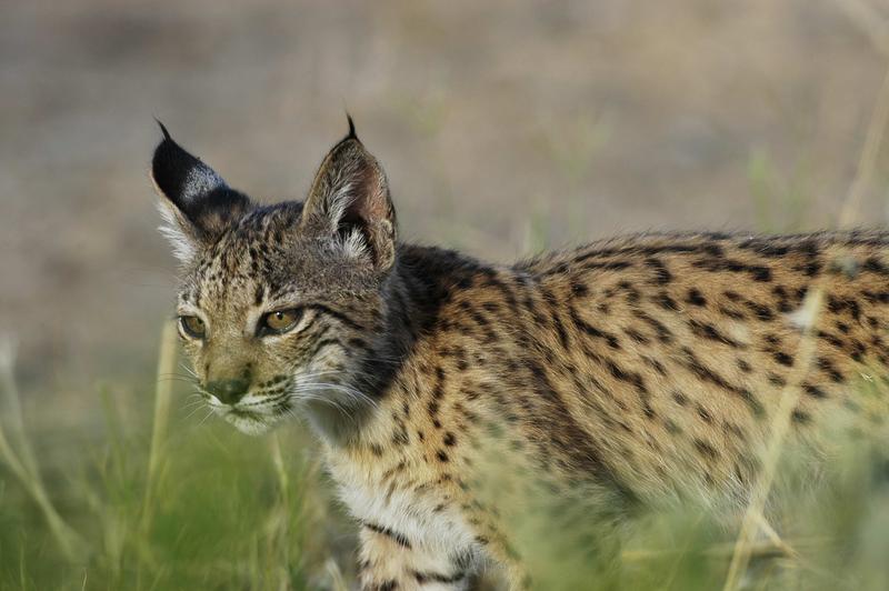 Iberischer luchs, die bedrohteste Wildkatzenart auf der Welt.