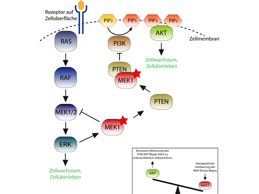 Schema der Interaktion von ERK und PI3K/AKT. Die Abschaltung des einen Signalweges führt zur Überaktivierung des anderen. 