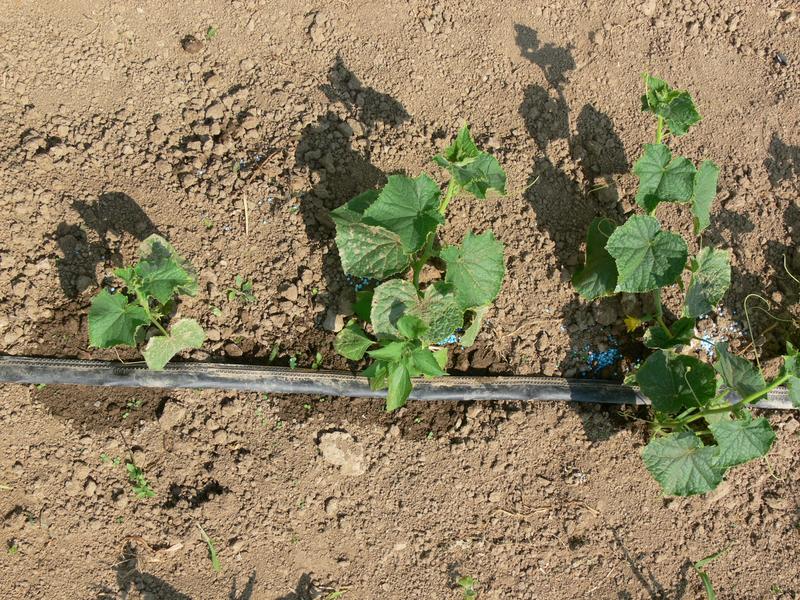 FAU-Forscher: Bewässerung in der Landwirtschaft soll effizienter werden