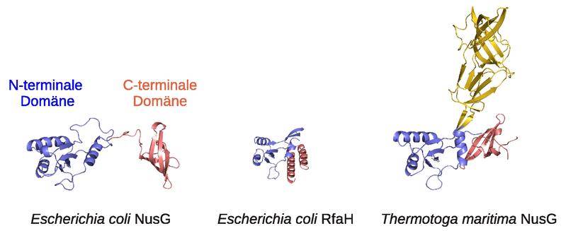 Links: Das Protein NusG zeigt in Bakterien wie Escherichia coli keine Wechselwirkung zwischen  der N-terminalen Domäne (blau) und der C-terminalen Domäne (rot). Die Domänen sind relativ zueinander frei beweglich und können so an weitere Proteine binden. // Mitte: Das Bakterium Escherichia coli besitzt auch ein dem NusG ähnliches Protein, RfaH. Hier  liegen die Domänen eng beieinander, sie werden erst durch die Bindung eines spezifischen DNA Stücks geöffnet, wobei die C-terminale Domäne komplett ihre Struktur ändert. // Rechts: Im Bakterium Thermotoga maritima trägt die Wechselwirkung zwischen der N-terminalen Domäne (blau) und der C-terminalen Domäne (rot) erheblich zur Stabilität des Proteins bei. Zusätzlich existiert eine weitere strukturelle Einheit (gelb), deren Funktion bisher unbekannt ist.