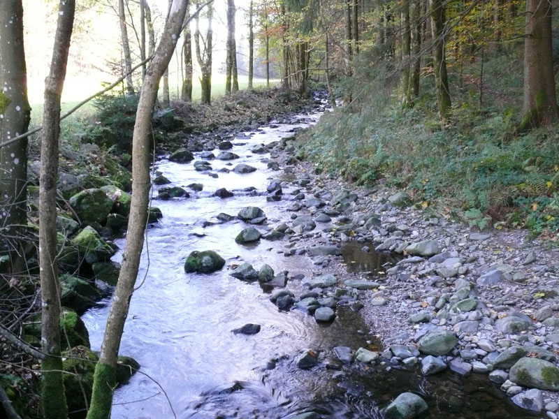 Trockenheit im Bachbett: Die Freiburger Forscher wollen ein Computermodell entwickeln, das sommerliche Niedrigwasserperioden vorhersagt.