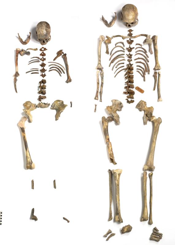 Doppelgrab von Oberkassel: Die Skelette wurden im Februar 1914 zusammen mit den Resten eines Hundes, Kunstgegenständen und weiteren Tierknochen bei Steinbrucharbeiten an der Rabenlay gefunden. Die rund 14.000 Jahre alten Menschenfossilien halfen nun bei der Datierung, wann der moderne Mensch Afrika verließ. 
