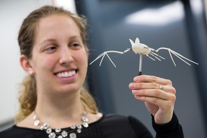 Hauchfein und auf dem Bild kaum sichtbar sind die Drähte, die das Modell der Fledermaus "zum Leben erwecken" können. Forscherin Nicole Lewis aus dem Team um Professor Seelecke hat an den Modellen für das North Carolina Museum of Natural Sciences mitgearbeitet. Durch das Zusammenspiel mehrerer intelligenter Drähte ahmen die Modelle den echten Flügelschlag der Fledermäuse naturgetreu nach. 
