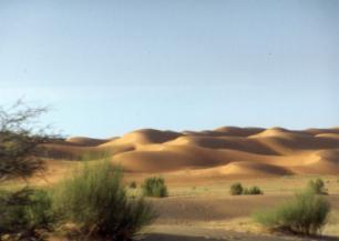 Wanderdüne in der Wüste. Foto: Prof.Dr. W. Böhme, ZFMK