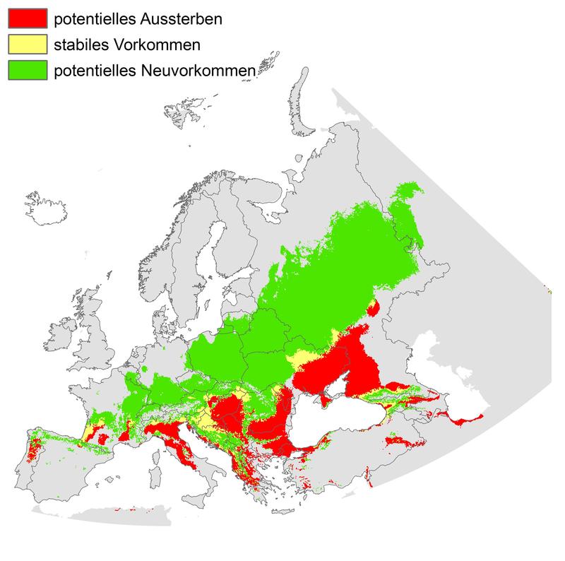 Modellierte Arealverschiebung vom Ambrosia artemisiifolia durch den Klimawandel