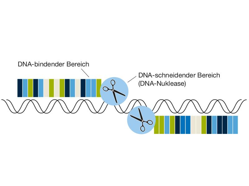 Mit modernen DNA-Schneidewerkzeugen lassen sich Gendefekte schnell und einfach in Mauszellen einschleusen: Die TALEN-Enzyme binden spezifisch an bestimmte Bereiche und durchtrennen die DNA an Ort und Stelle. 
