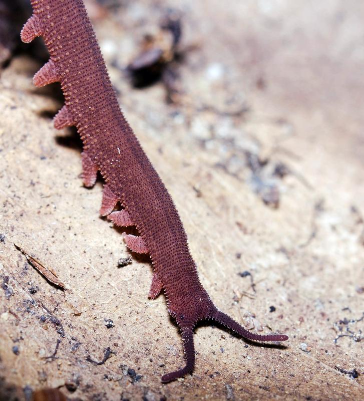 Stummelfüßer aus Vietnam  (Eoperipatus totoro)