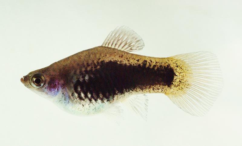 Xiphophorus maculatus, auch Platy oder Spiegelkärpfling genannt. Wissenschaftler haben jetzt sein Genom entziffert und sind dabei auf einige Überraschungen gestoßen.