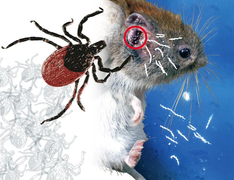Zecken saugen sich für ihre Blutmahlzeit bevorzugt an den Ohren der Mäuse fest. Über den Speichel von befallenen Zecken gelangen Borrelia-Bakterien ins Blut der Mäuse.