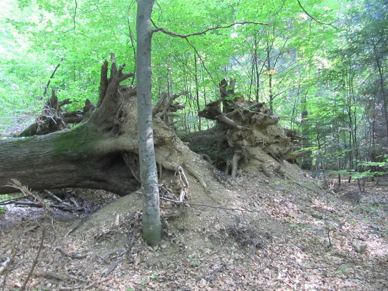 Nordschwarzwald