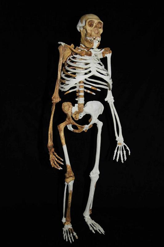 Reconstruction of Au. Sediba. 